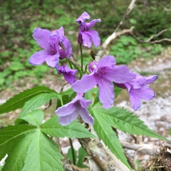 Cardamine pentaphyllos