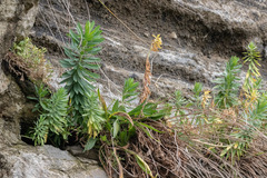 Euphorbia glauca