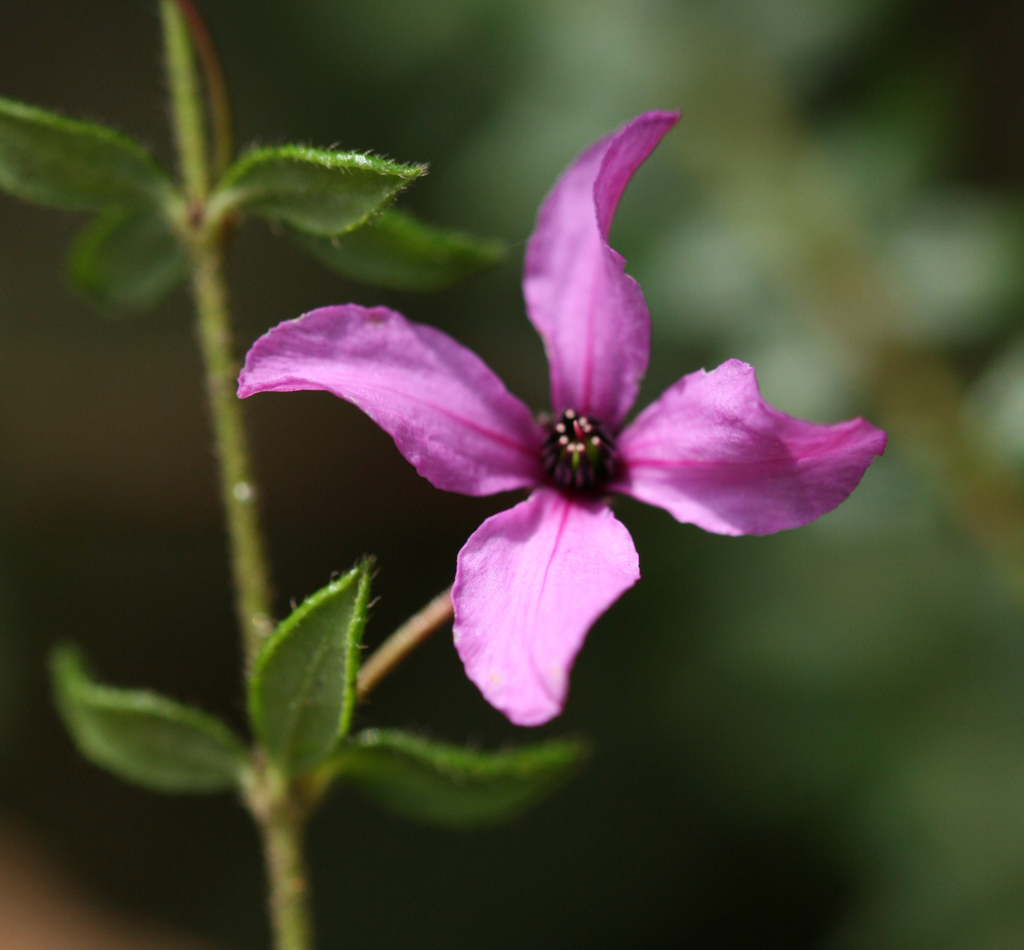 pink-bells