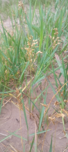 Anthoxanthum nitens iNat (3)