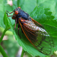 Magicicada cassinii