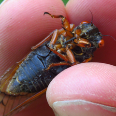 Magicicada cassinii