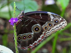 Morpho helenor narcissus