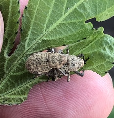 Thecesternus maculosus