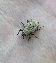 Thecesternus maculosus