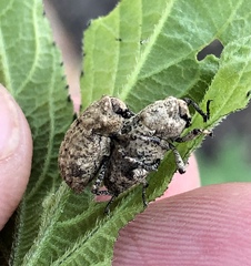 Thecesternus maculosus