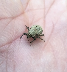 Thecesternus maculosus