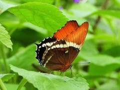 Siproeta epaphus epaphus