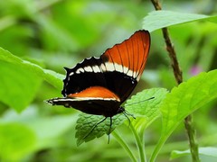 Siproeta epaphus epaphus