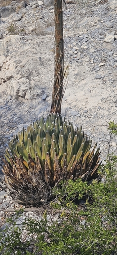 Image of Agave victoriae by (c) Hamlet Avilés Arnaut, some rights reserved (CC BY)