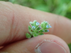 Myosotis stricta