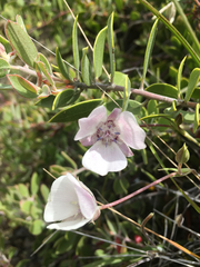 Calochortus umbellatus