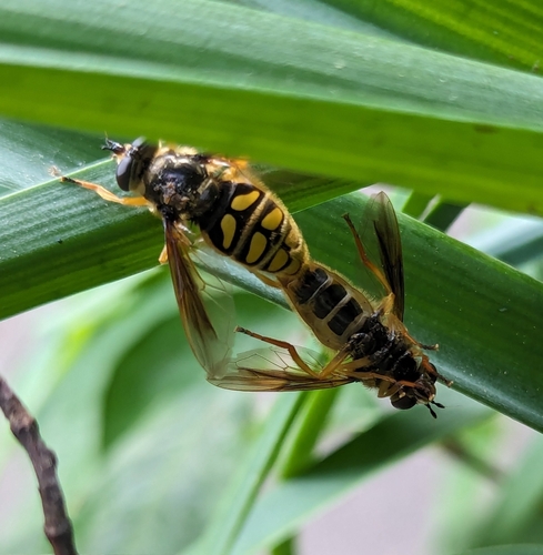 Spotted Wood Fly photo 3