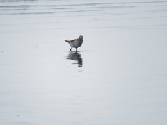 Calidris fuscicollis