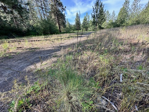 Image of Festuca idahoensis by no rights reserved