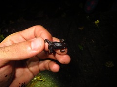 Hypopachus pictiventris