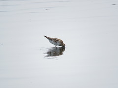 Calidris fuscicollis