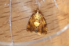 Pseudargyrotoza conwagana