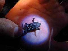 Hypopachus pictiventris