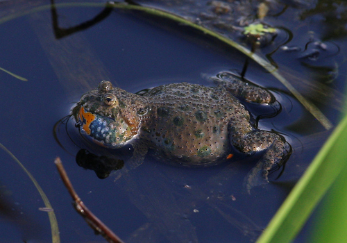 European Fire-Bellied Toad, photo 3 of 7