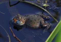 Fire-Bellied Toad photo 3