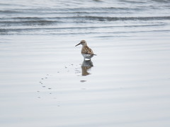 Calidris fuscicollis
