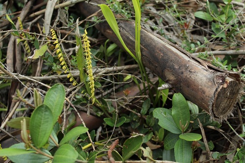 Stelis galeata, photograph 3