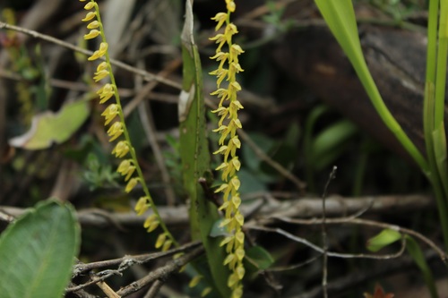 Image of Stelis galeata by (c) Andrés Ramírez-Barrera, some rights reserved (CC BY)