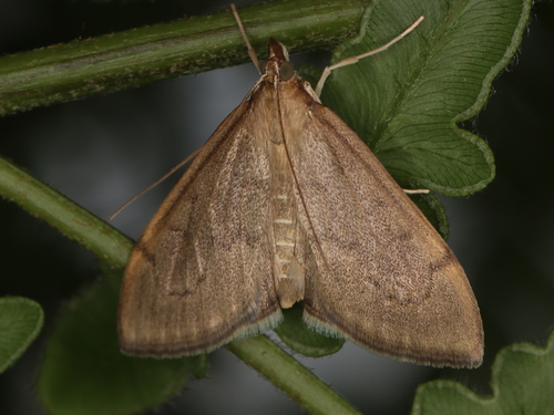 Anania mysippusalis photo 4