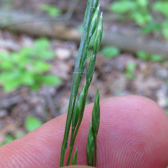Festuca subverticillata