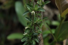 Scyphostelma