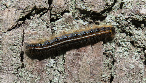 Eastern Tent Caterpillar Moth photo 3