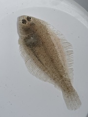Smallmouth Flounder photo 3