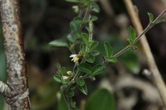 Scyphostelma