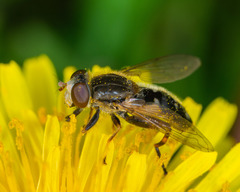 Anasimyia bilinearis
