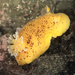 Noble Dorid - Photo (c) Robin Agarwal (ANudibranchMom on iNaturalist), some rights reserved (CC BY-NC)