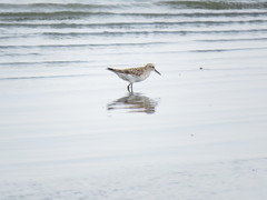 Calidris fuscicollis