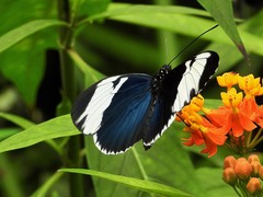 Heliconius sapho leuce