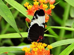 Heliconius sapho leuce