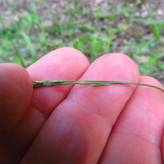 Festuca subverticillata