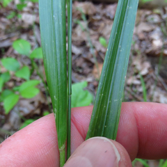 Festuca subverticillata