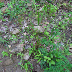 Festuca subverticillata