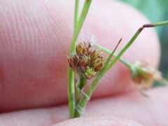Juncus marginatus