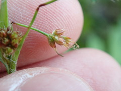 Juncus marginatus