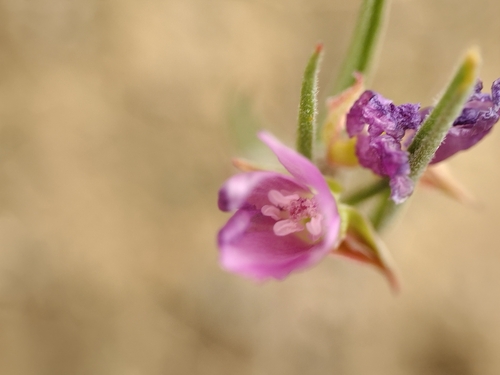 Winecup clarkia (Clarkia purpurea)