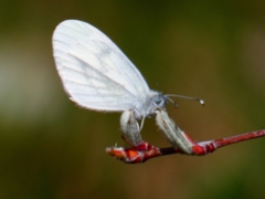 Dismorphiinae