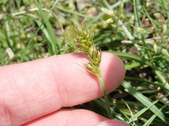 Carex sterilis