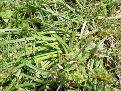 Carex sterilis