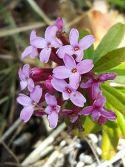 Daphne cneorum