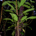 Philodendron blanchetianum - Photo (c) Alex Popovkin, Bahia, Brazil, algunos derechos reservados (CC BY-NC-SA)